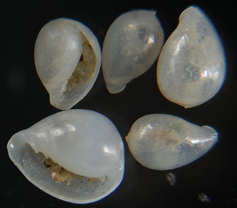 Granulinas juveniles ??